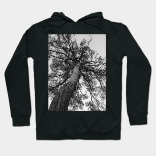 tree of life Hoodie